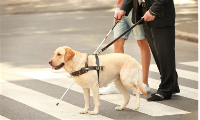 ​导盲犬是什么狗 导盲犬能听懂人话吗
