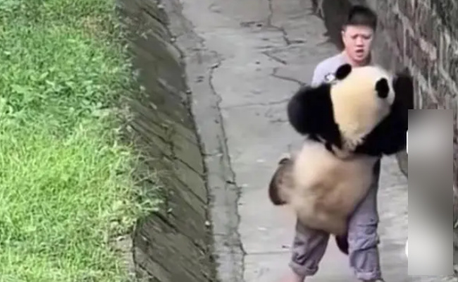大熊猫和饲养员的双向奔赴 展现了什么