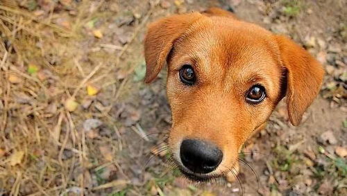 世界上最小的狗狗的照片(世界最小的狗十大排名图片)