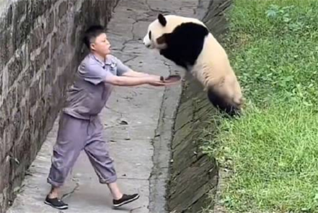 大熊猫敢跳饲养员敢接 有哪些启示