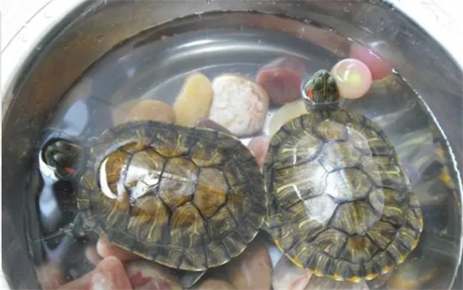 ​巴西龟怎么养 饲养巴西龟的注意事项