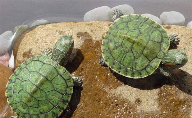 ​巴西龟怎么养 饲养巴西龟的注意事项