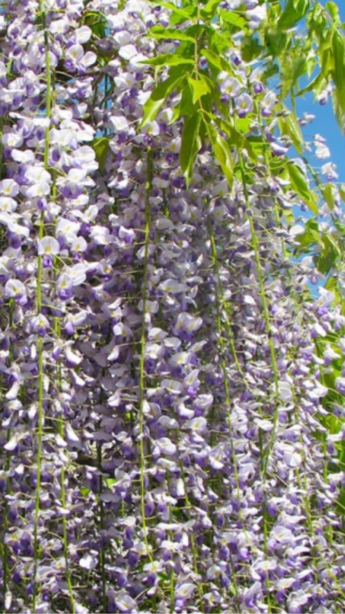 三尺藤紫藤是日本的吗(三尺藤和九尺藤是一个品种吗)
