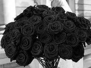 黑玫瑰 玫瑰花种