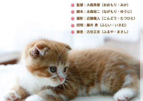 日本出猫咪名字女孩 猫咪视频大全日本
