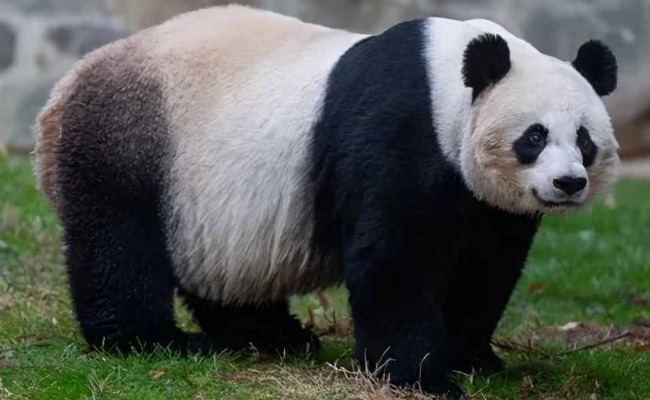 大熊猫竟然能自己选择妊娠时间吗