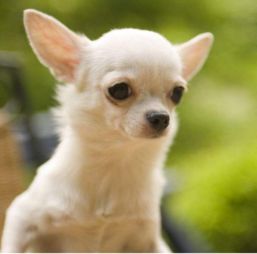 世界上最小最可爱的狗(最可爱最小的狗是什么狗)