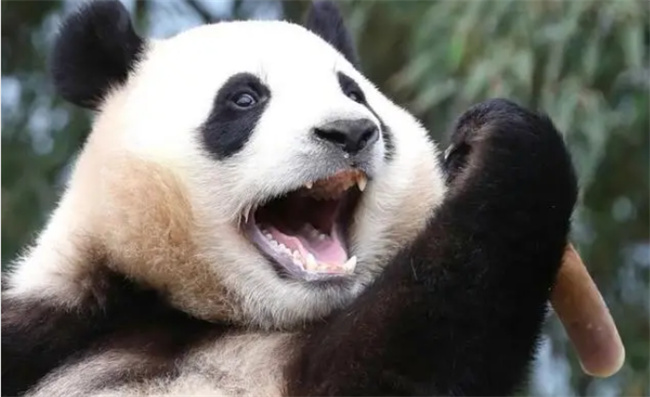 大熊猫被玩具卡头吓得发出狗叫 大熊猫为什么能发出狗叫声