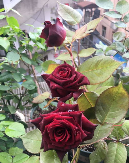 此花为世界上最黑的月季花,常被称作黑玫瑰,很少人知道