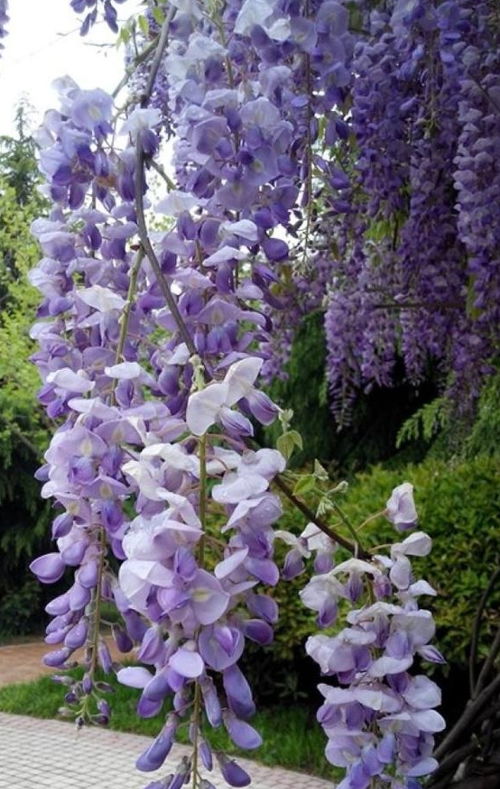一盆紫藤,千万朵花,种出花海 10年时间,缔造绝美景观 盆景 