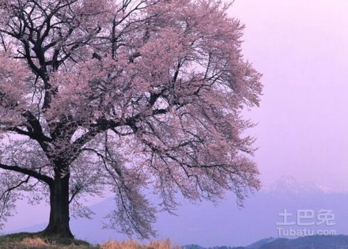 关于白色系的树种有哪些日本紫藤品种介绍与图片的信息