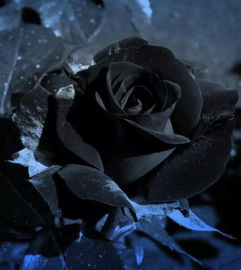 美图 黑玫瑰你爱吗 唯美图片 个性 