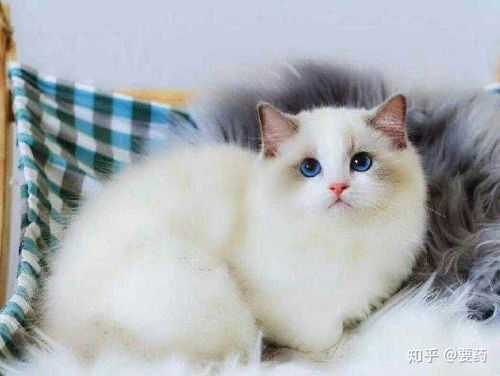 领养猫咪 布偶 布偶猫 免费猫猫 蓝双色布偶猫纯种幼猫 蓝双 领养猫咪 布偶 布偶 