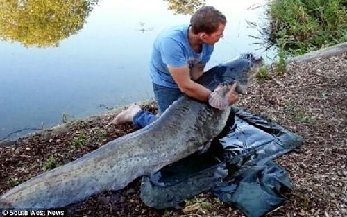厨师捕到英国最大淡水鱼 令人瞠目结舌的河中巨兽 