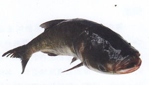 中山钓鱼 七大淡水鱼的生活习性 钓鱼先知鱼 