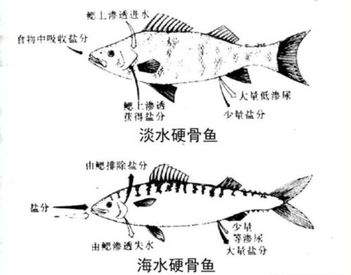 淡水鱼没法在海水里存活,黄河每天大量鱼进入大海,鱼都去哪了