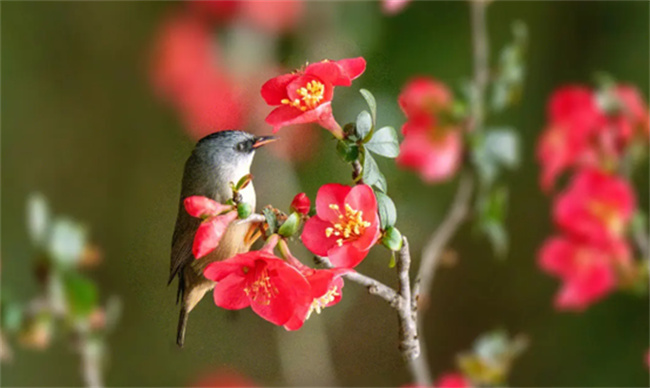 ​鸟语花香是什么意思 鸟语花香出自哪里