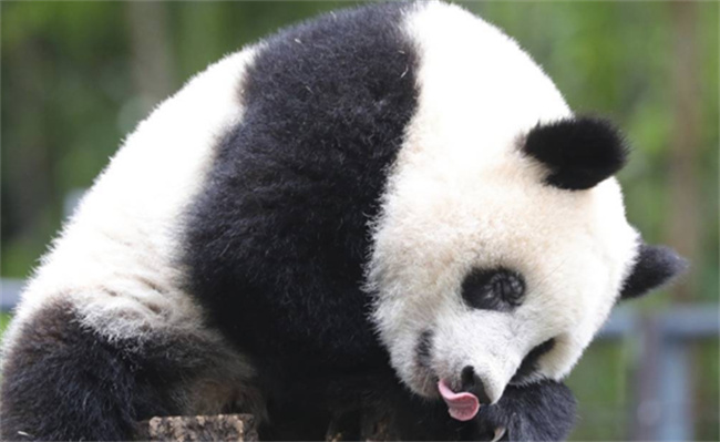熊猫香香的耳朵也太可爱了 大熊猫耳朵有哪些特点