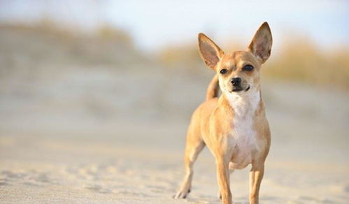 世界上最小的10种名贵犬,最美的源于我国,以后养宠物不必再纠结 