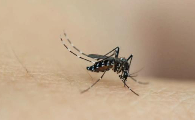 我国部分省份现登革热散发病例 为何专家提示防蚊虫孳生