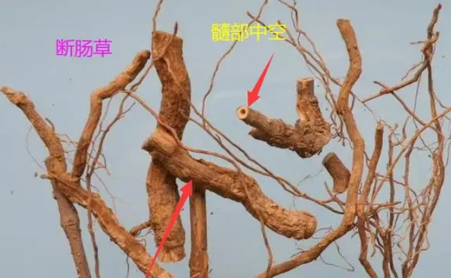 广州5人误食断肠草中毒 有哪些启示呢