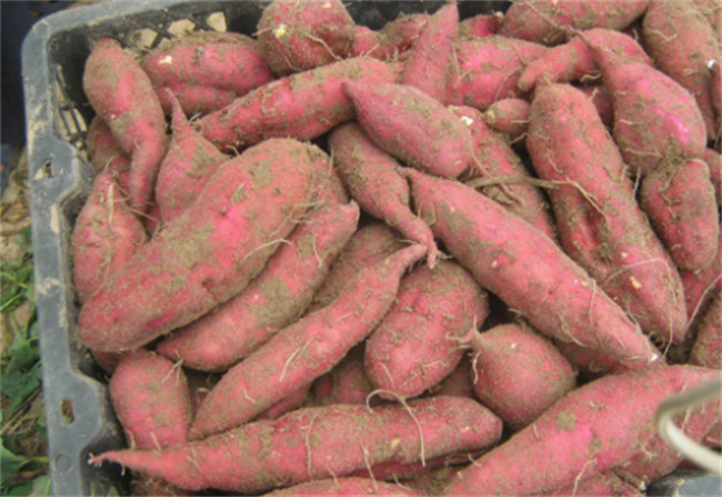 保存红薯有窍门 3个方法 红薯放半年不烂不发芽 越放越甜