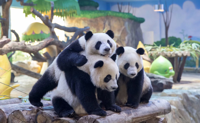 大熊猫把皮衣脱下搭树上晾晾  为什么大熊猫把皮衣脱来搭树上晾晾