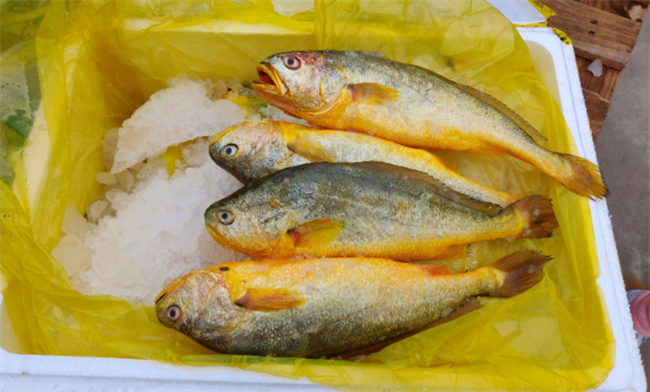 ​黄花鱼是海鱼吗 黄花鱼污染严重吗