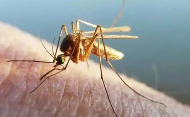 ​专家警告未来蚊虫或全年无休 要如何应对这一问题呢