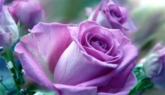 ​紫玫瑰的花语是什么 紫玫瑰花语象征与寓意