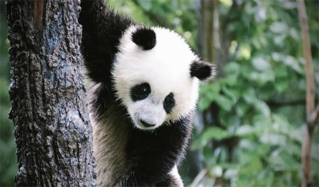 大熊猫的生活习性 大熊猫为什么被视为中国的国宝