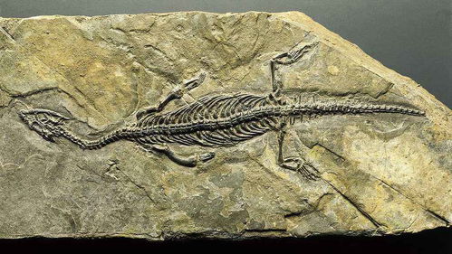 卡罗来纳州发现恐龙粪便化石,有人说它没有用,其实研究价值很大