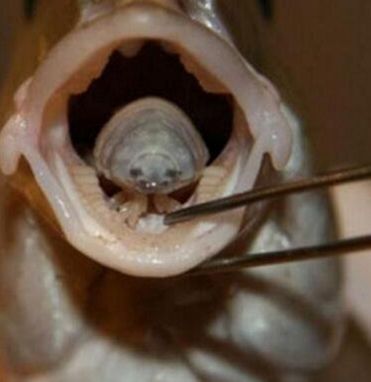 这是专吃鱼舌的寄生虫,号称外星虫