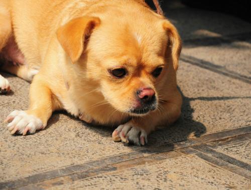 最可爱最小的狗图片小狗多少钱一只 
