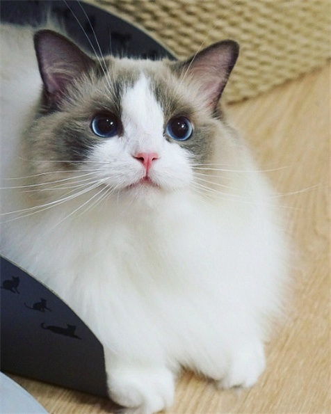 一只漂亮的布偶猫 