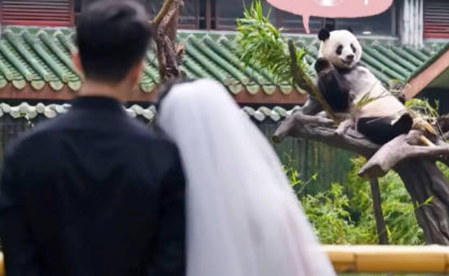 大熊猫星一给奶妈当证婚熊吗