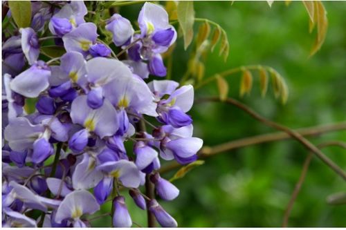 紫藤花什么时候开花 