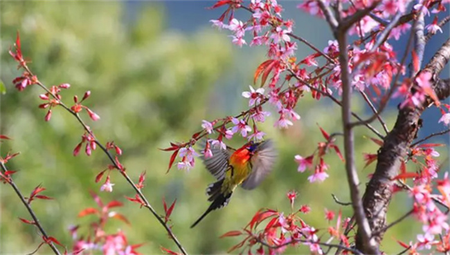 ​鸟语花香是什么意思 鸟语花香出自哪里