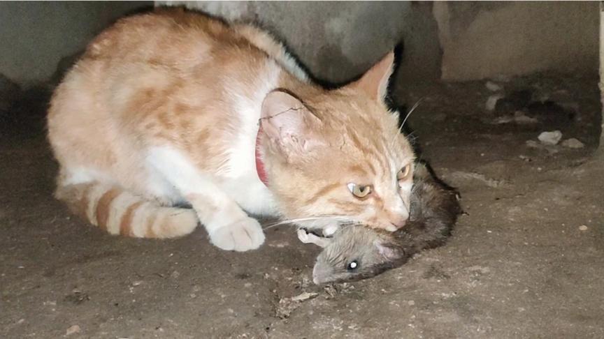 猫吃了老鼠人还能接触吗（猫是否会感染或传播疾病）