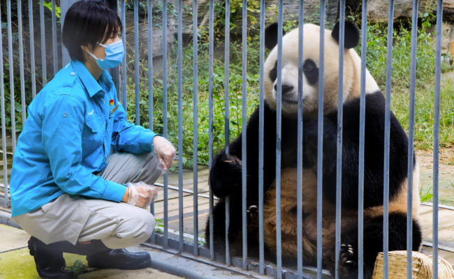 大熊猫把皮衣脱下搭树上晾晾  为什么大熊猫把皮衣脱来搭树上晾晾