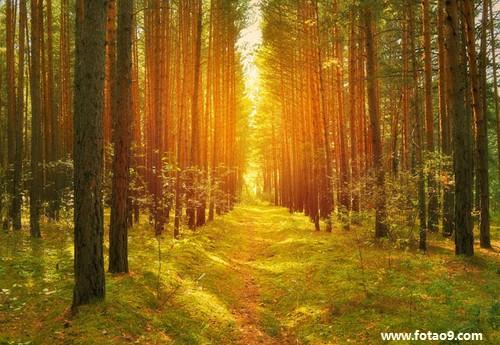梦见珍贵的树林被拔出 梦见茂密的树林是什么意思