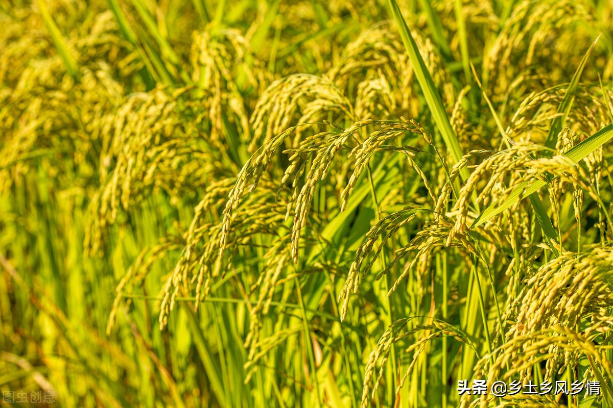 水稻的生长过程(水稻的生长过程的视频)