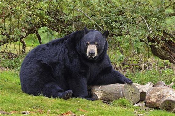 梦见养黑熊 女人梦见黑熊的预兆