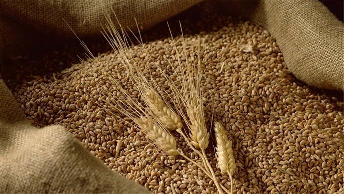 大麦和小麦的区别（大麦和小麦都是面粉吗）