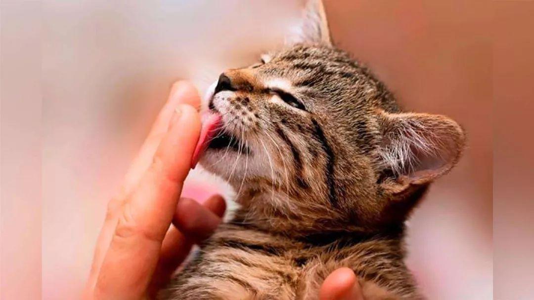 猫的舌头舔人有细菌吗（猫的舌头舔人是否含有细菌）