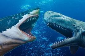 巨齿鲨的四个天敌里谁最厉害
