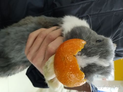 兔子能吃橘子皮吗（兔子可以吃橘子吗）