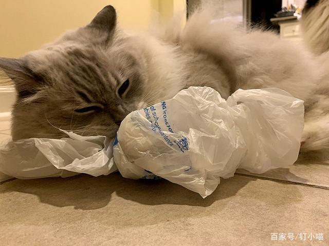 猫吃塑料袋怎么回事（为什么猫会吃塑料袋）