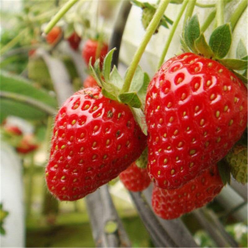 什么品种草莓最好吃又甜（草莓品种排名前十）