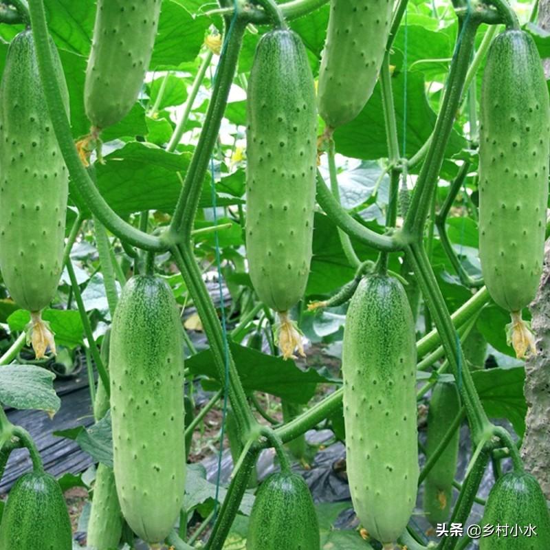 黄瓜生长温度是多少（分享黄瓜种植产量高的6个诀窍）